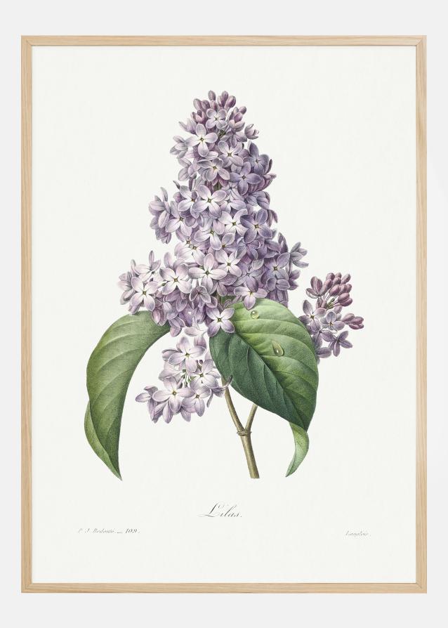 Bildverkstad Lilac Flower Poster