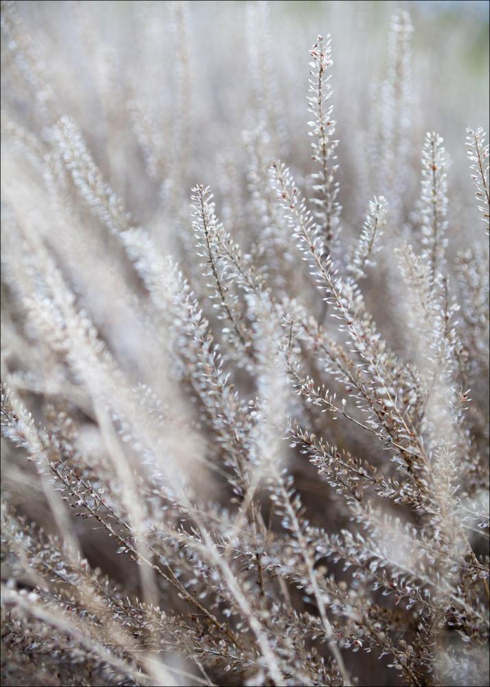 Bildverkstad Frosty Grass Poster