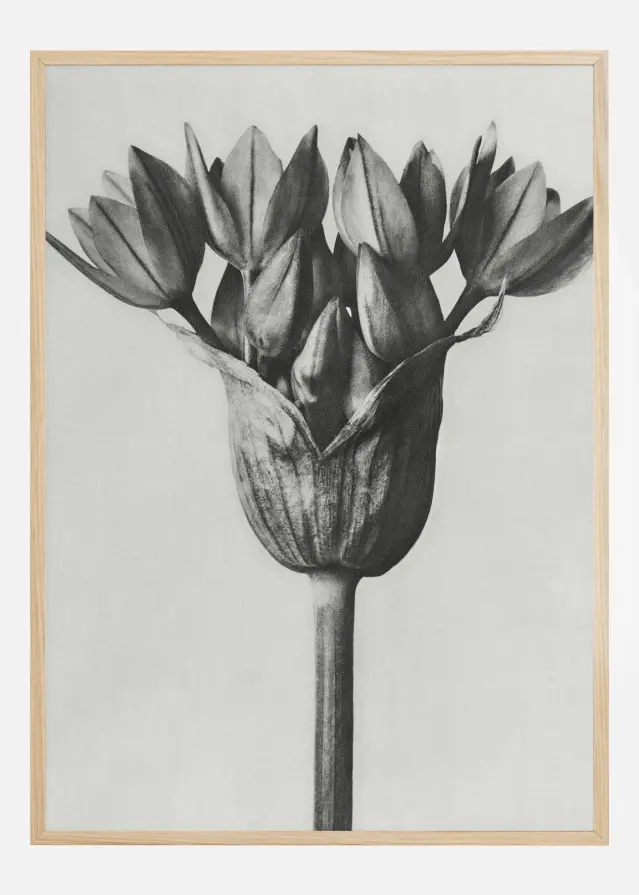 Bildverkstad Grey Flower Poster