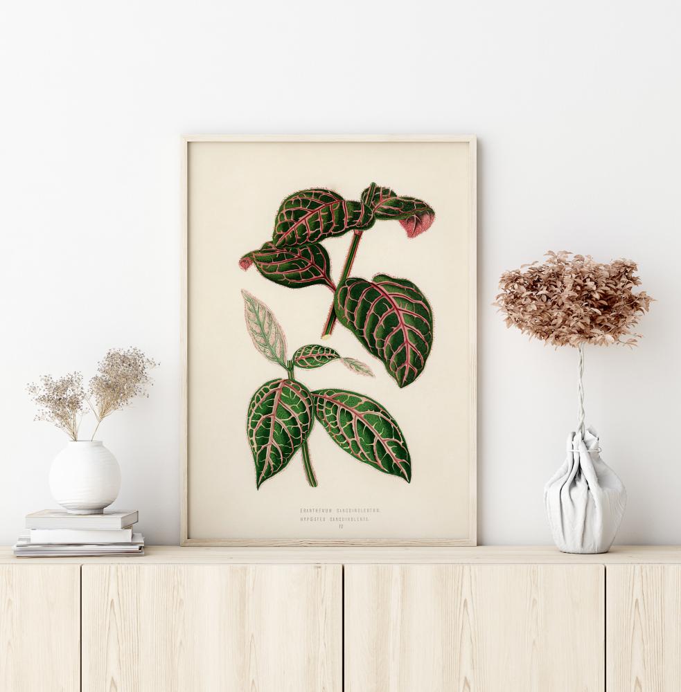 Bildverkstad Plectranthus Scutellarioides Poster