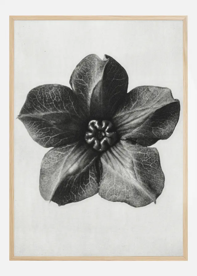 Bildverkstad Grey Flower III Poster