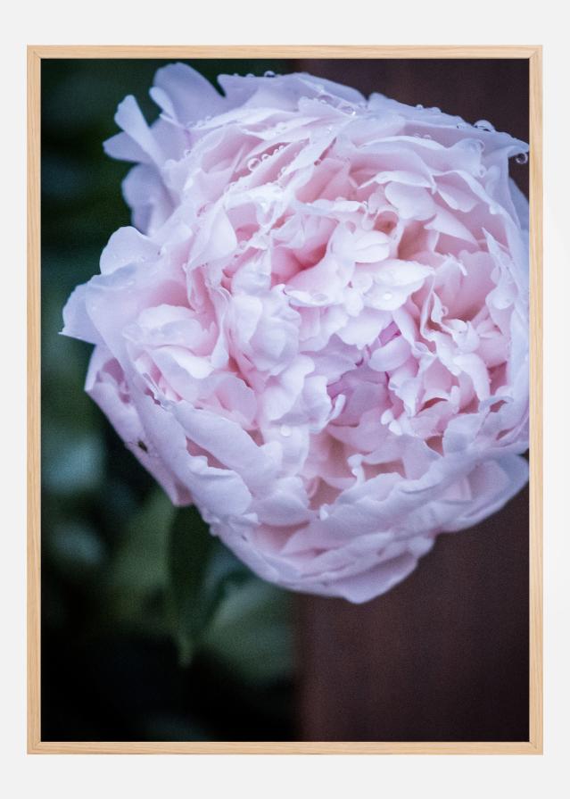 Bildverkstad Peony I Poster