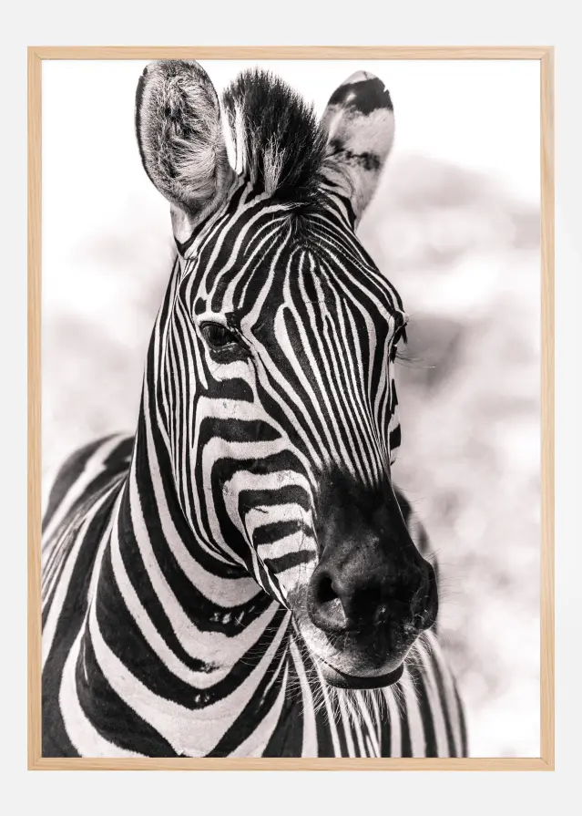 Bildverkstad Zebra Poster